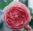rose（ケンティフォリア）